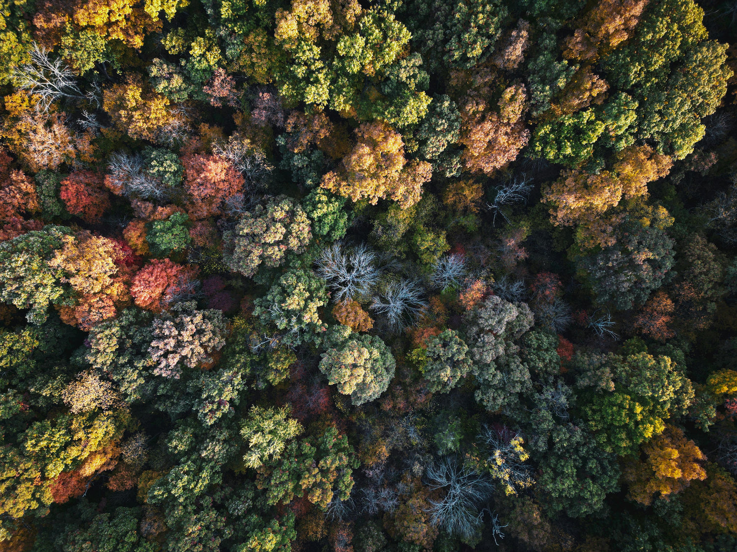 Tuskegee National Forest Maps